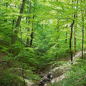 Urwaldprojekt Wohllebens Waldakademie