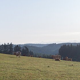 Kühe auf der Weide