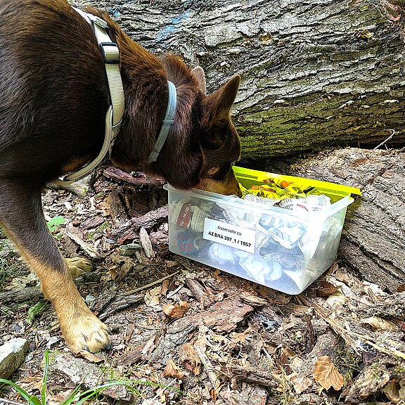 Suchhund bei der Spurensuche zum Fall "Der Tote vom Maibachtal" in Bad Neuenahr-Ahrweiler im Ahrtal.