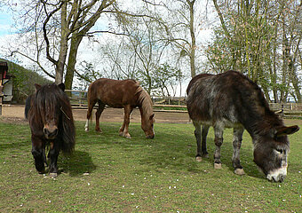 Tiergehege Schwanenteich, Ahrtal, Sinzig, Bad Bodendorf, Ahrradweg, Ahrtalweg, Tiere