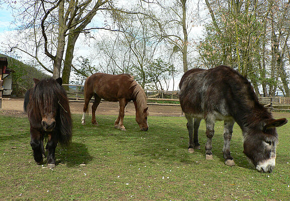 Tiergehege Schwanenteich, Ahrtal, Sinzig, Bad Bodendorf, Ahrradweg, Ahrtalweg, Tiere