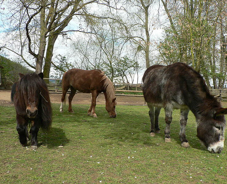 Tiergehege Schwanenteich, Ahrtal, Sinzig, Bad Bodendorf, Ahrradweg, Ahrtalweg, Tiere
