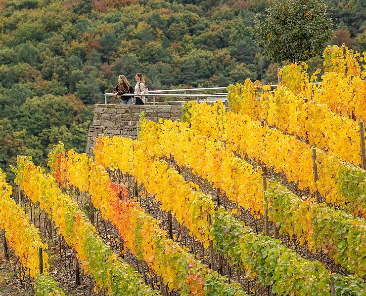 Weinberge im Herbst auf der Wein-Entdecker-Tour