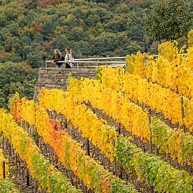 Weinberge im Herbst auf der Wein-Entdecker-Tour