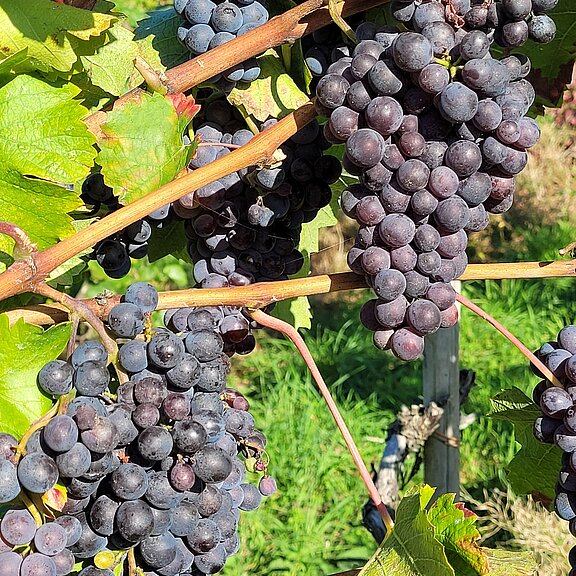 Das Tal der roten Trauben