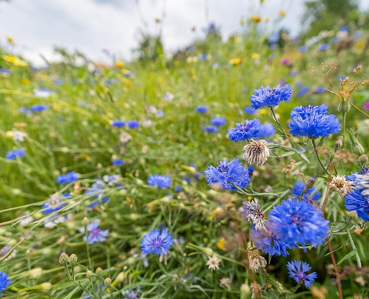 Wildblumenwiese