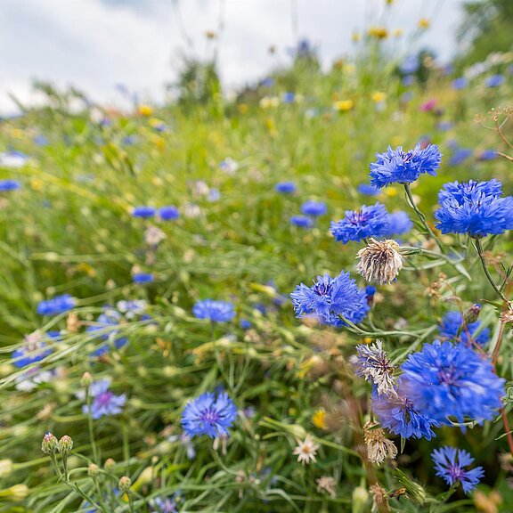 Wildblumenwiese