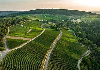 Blick auf den Rotweinwanderweg