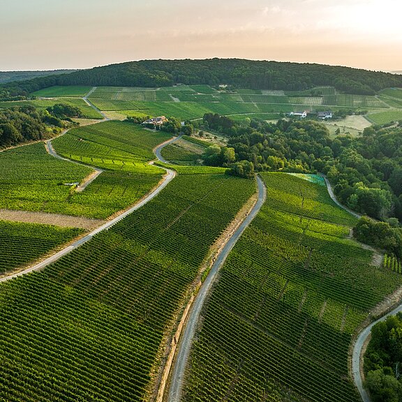 Blick auf den Rotweinwanderweg