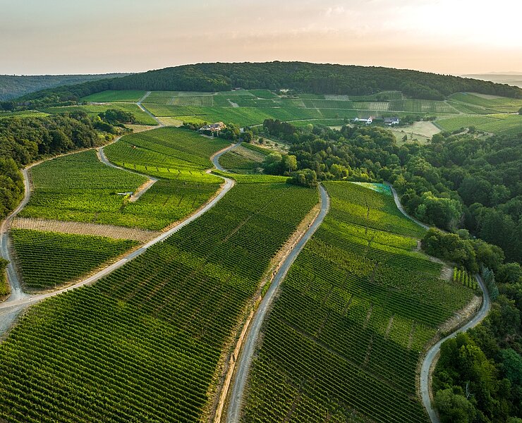 Blick auf den Rotweinwanderweg