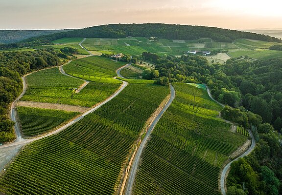 Blick auf den Rotweinwanderweg
