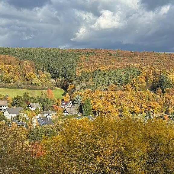 Aussicht Am Baumwipfel