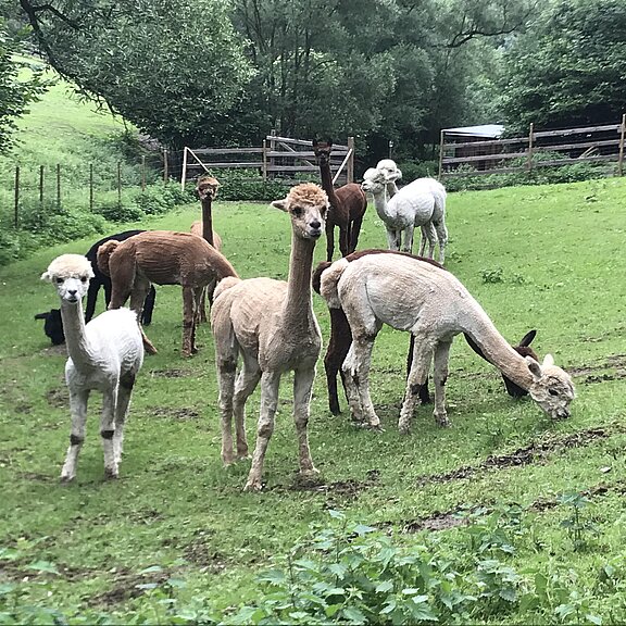 Hirschbach Alpakas