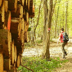 Waldweg