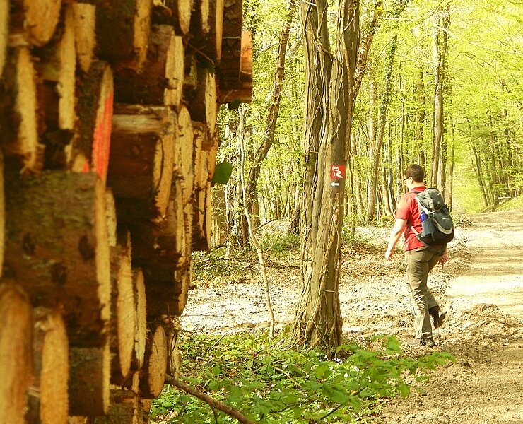Waldweg