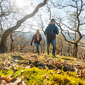 durch den Wald
