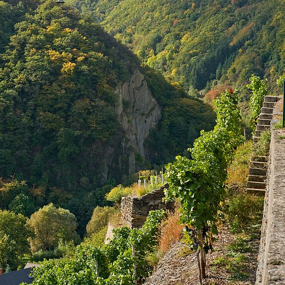 Katzley, Ahrtal, Wandern, AhrSteig, Ahr, Walporzheim