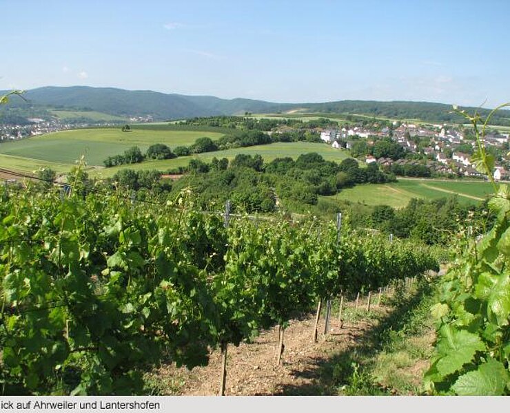 Weinbergsblick