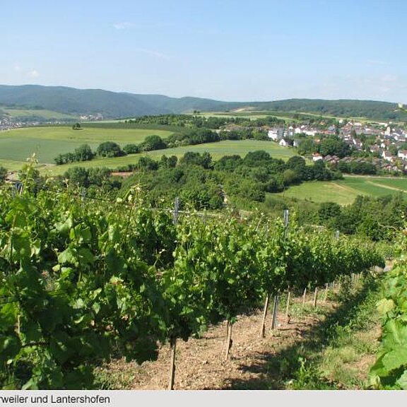 Weinbergsblick